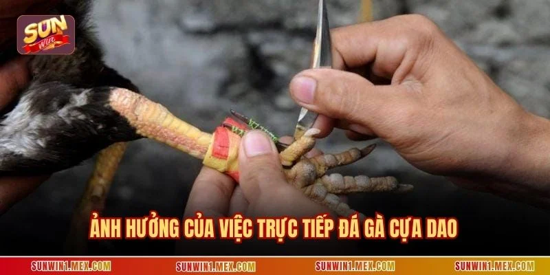 Ảnh hưởng của việc trực tiếp đá gà cựa dao