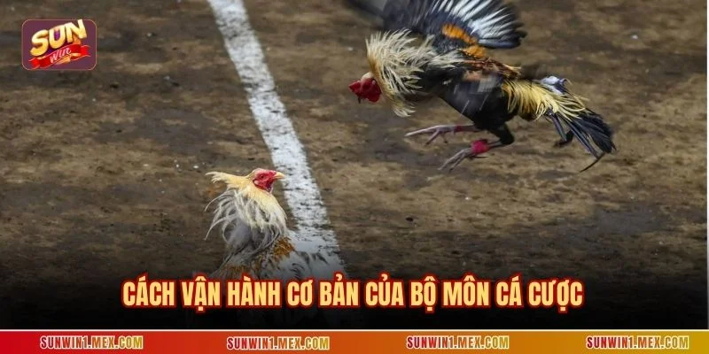 Cách vận hành cơ bản của bộ môn cá cược