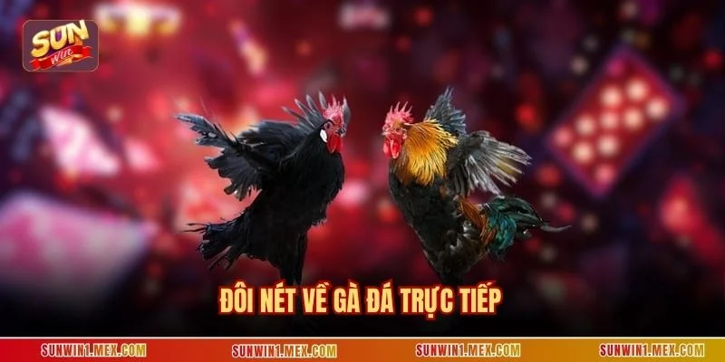 Đôi nét về gà đá trực tiếp