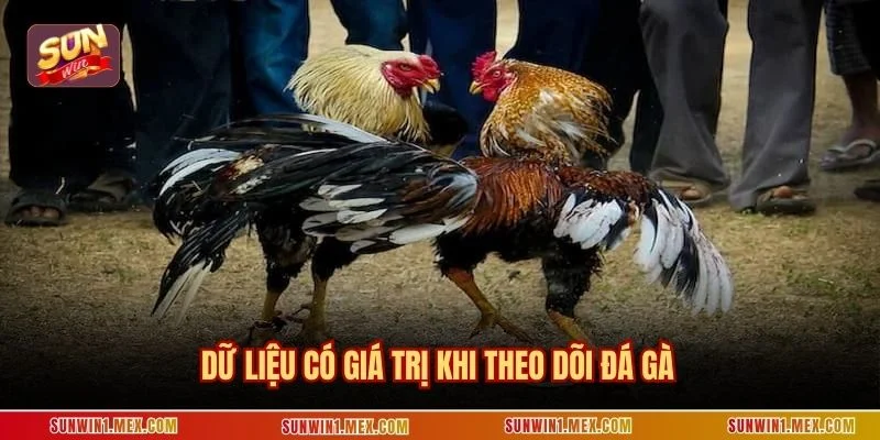 Dữ liệu có giá trị khi theo dõi đá gà