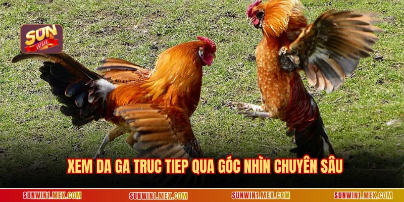 Xem da ga truc tiep qua góc nhìn chuyên sâu